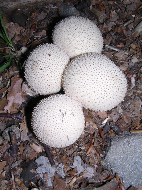 Lycoperdon perlatum